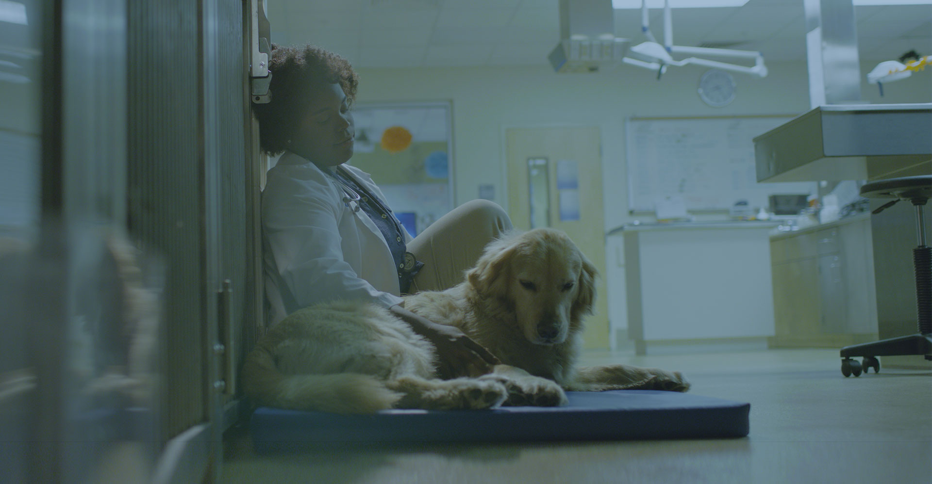 UF CVM Golden Reteriver